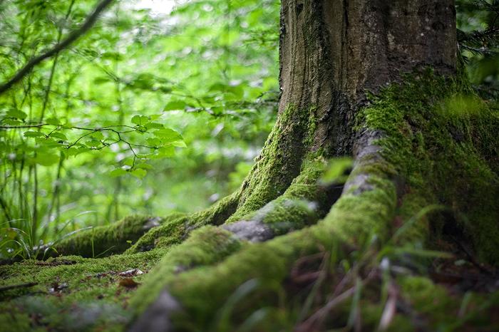 The base of a tree with vibrant green moss growing on the trunk and ground around it