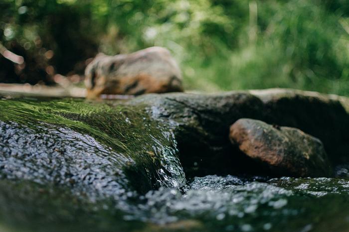 A stream flowing through a forest with sunlight filtering through the trees